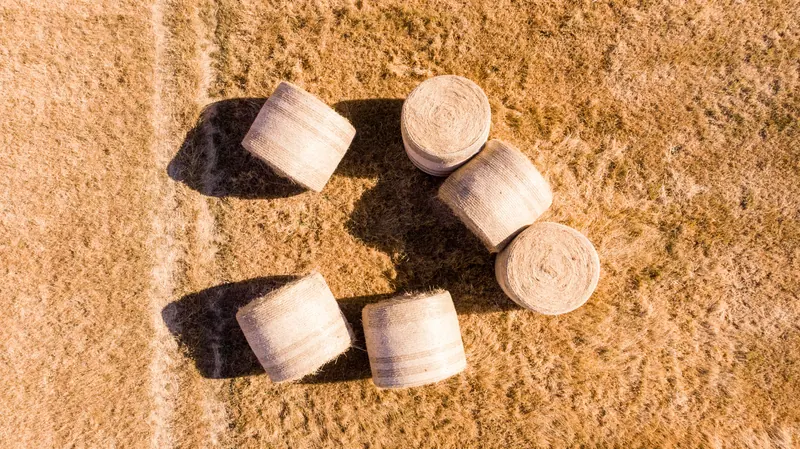 Rundballen auf einer gemähten Wiese